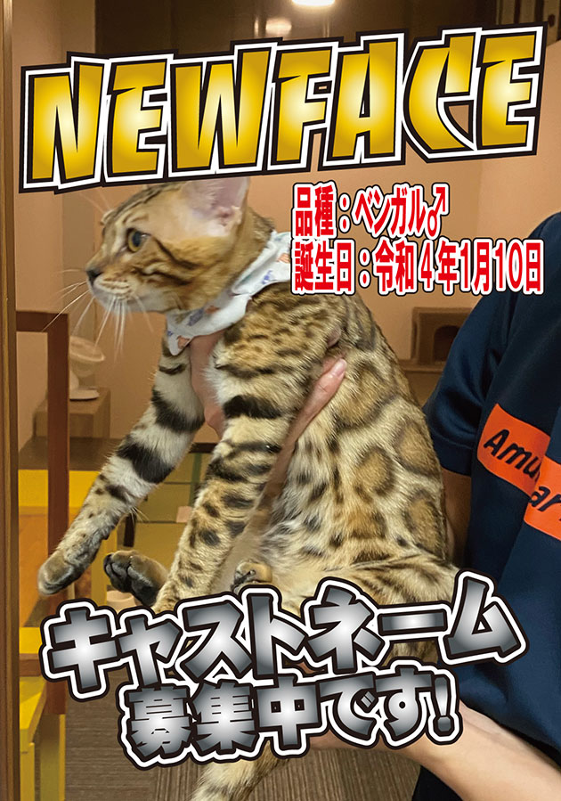 猫カフェ アミパ佐野店